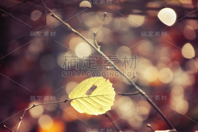 带雨滴的树枝