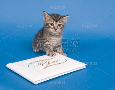 小猫留言簿