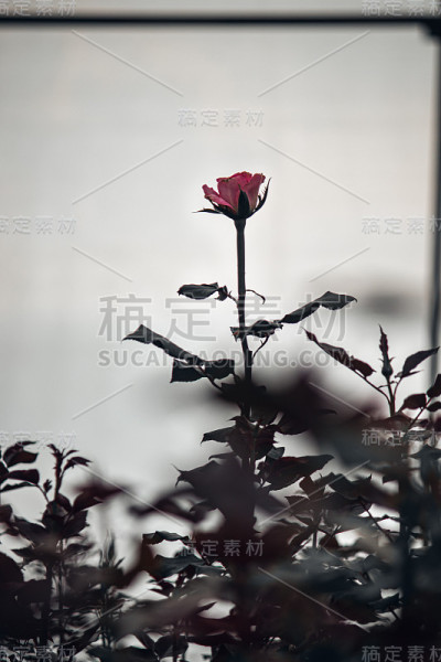 玫瑰丛，鲜花，温室里的红玫瑰