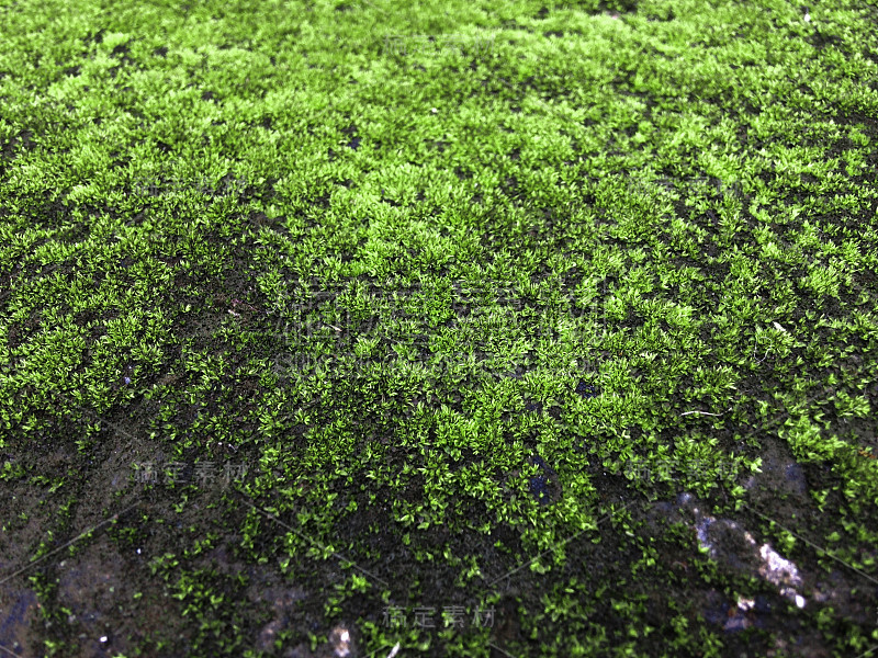 青苔石墙背景。新鲜的绿色热带苔藓覆盖生长在潮湿的旧混凝土地板上的花园。森林中的苔藓，苔藓纹理，背景与