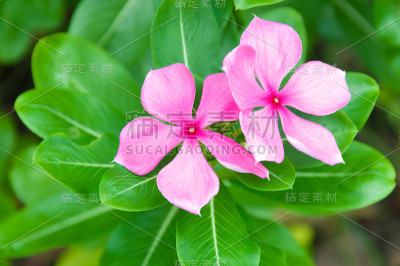 长春花，亮眼，印度长春花，马达加斯加仙子