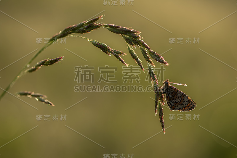 美丽的蝴蝶在清晨的野花上沾满了露珠