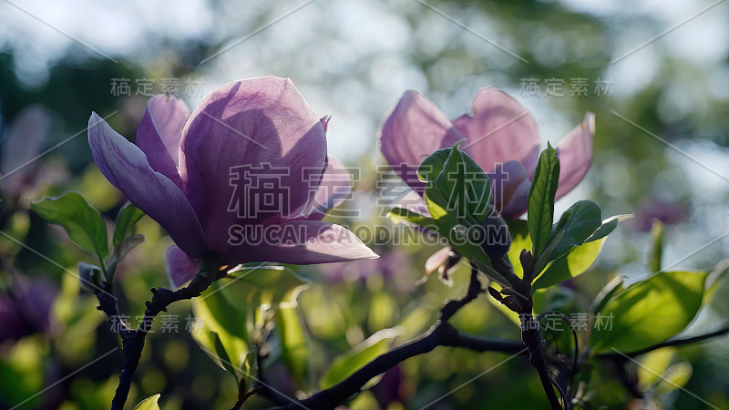 春天紫花在阳光下。