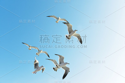 海鸥