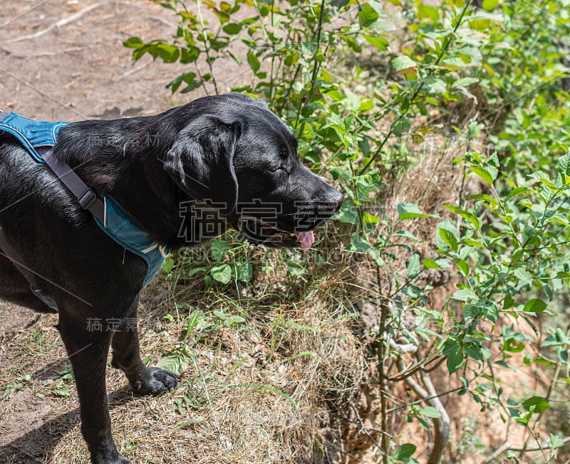 黑色拉布拉多寻回犬，自然从侧面。