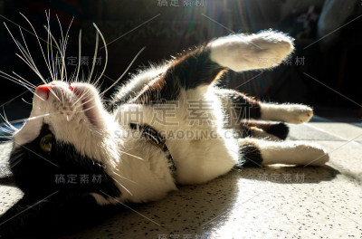 猫躺在