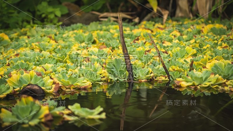 绿黄色的睡莲在池塘里