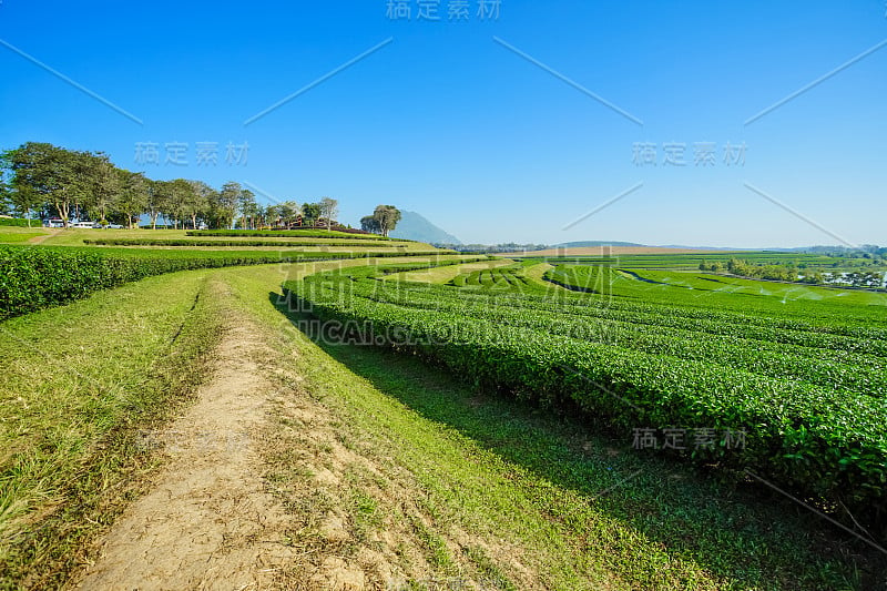 山水茶园蓝天为背景