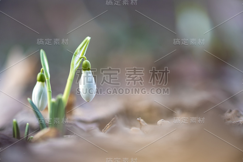 埃尔维斯的雪枕Galanthus elwesii)