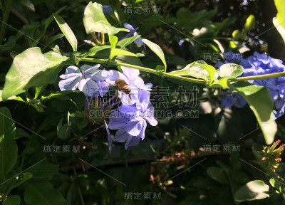 蜜蜂