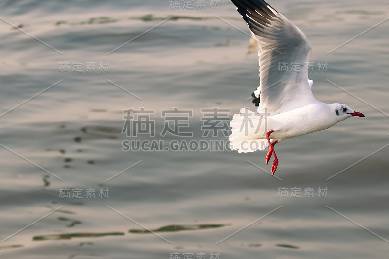 海鸥飞过大海