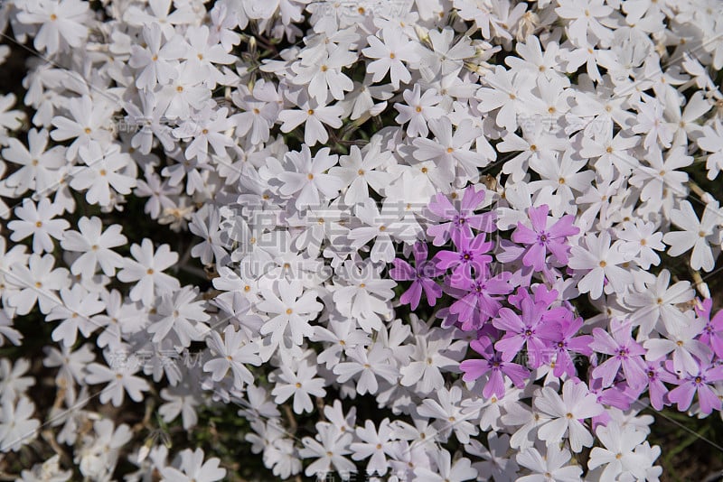 日本柴樱花开花