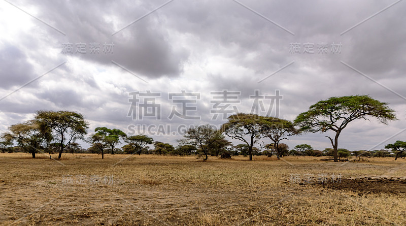 坦桑尼亚北部大草原的广阔土地和伞状刺槐