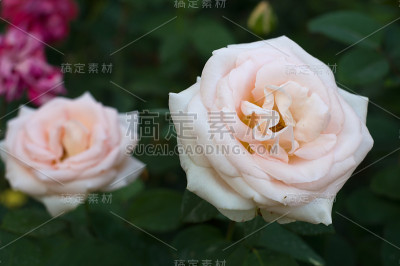 灌木上的粉红色玫瑰