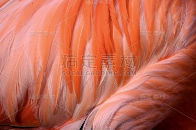 火烈鸟羽毛