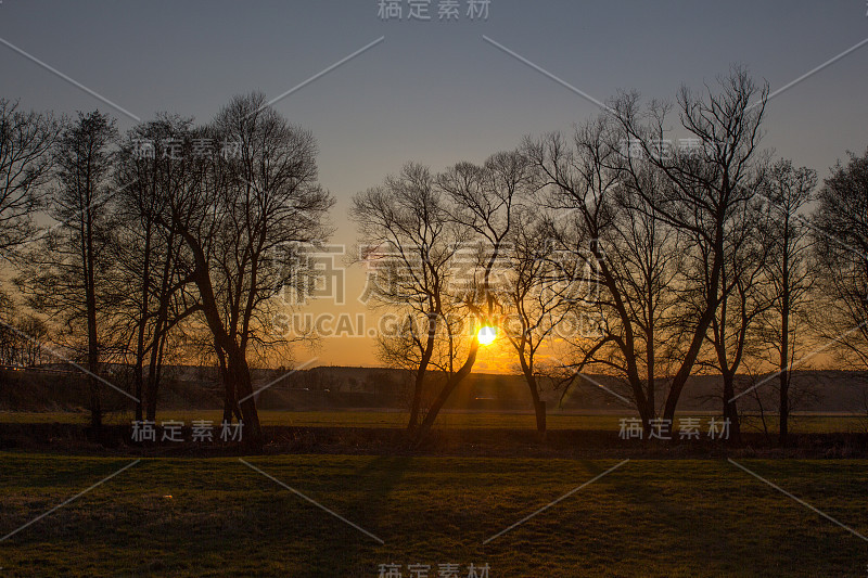 日落与树