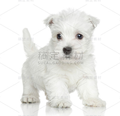 西部高地白色小猎犬