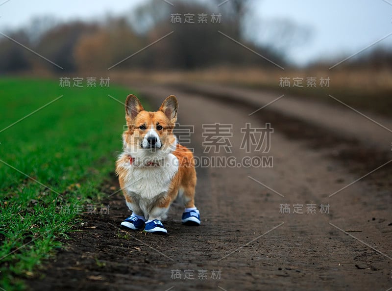 一只可爱的红色柯基小狗站在花园里的肖像。蓝色的运动鞋在春天的公园