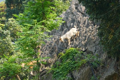 在大理石山附近，山羊在陡峭的悬崖上吃树上的叶子