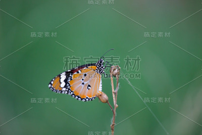 虎斑蝶