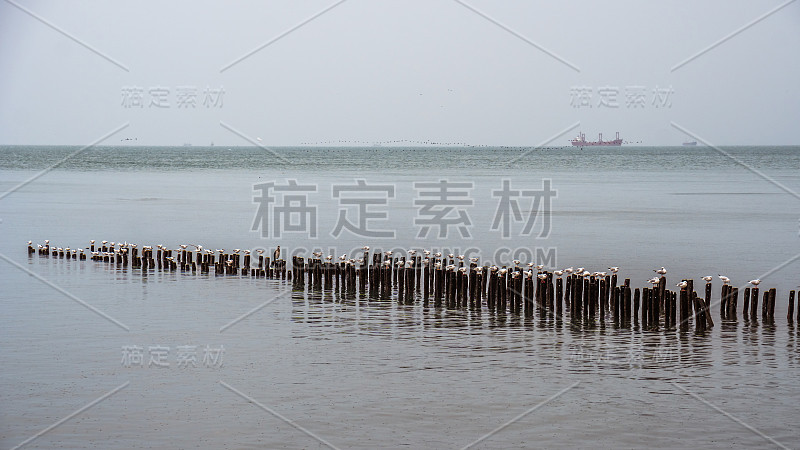 格鲁吉亚波蒂，黑海防波堤上的海鸥