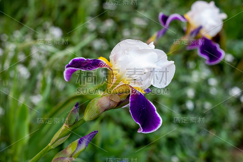 在春天和夏天的花园中，鲜亮的紫色、白色、蓝色和紫色的鸢尾(球茎鸢尾，sibirica)盛开在绿叶和草