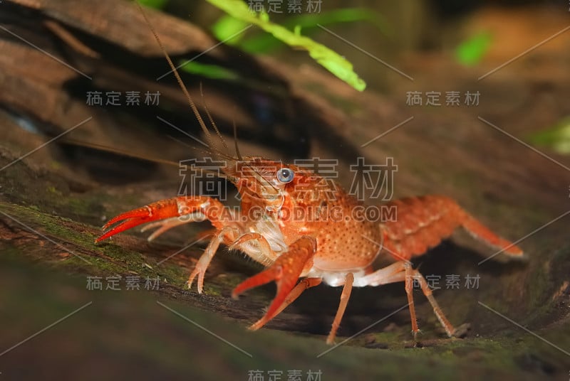 路易斯安那州沼泽小龙虾克氏原螯虾在自然的水下环境