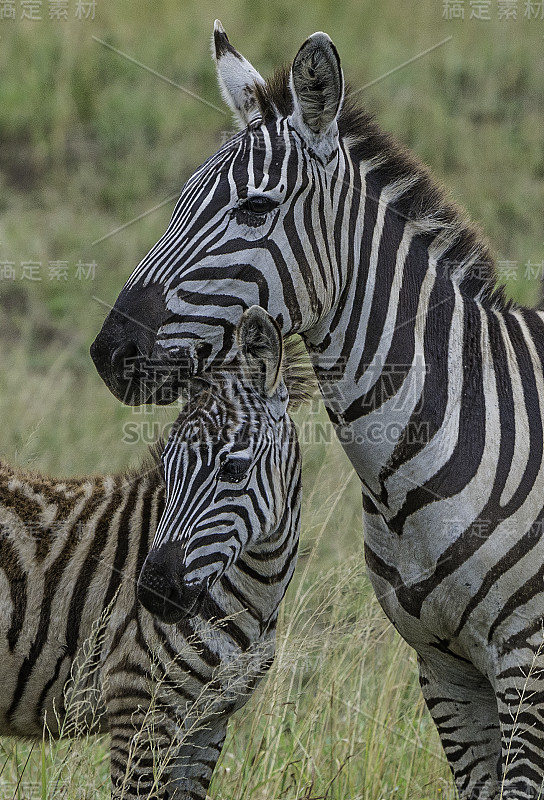 平原斑马(Equus quagga，原名Equus burchellii)，也称为普通斑马或波切尔斑