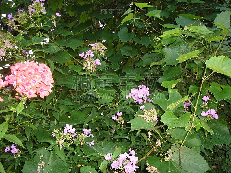 田野和花园里的鲜花盛开