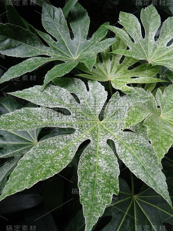 新加坡云雾森林-植物和花卉