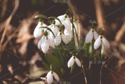 春天的雪花在森林里