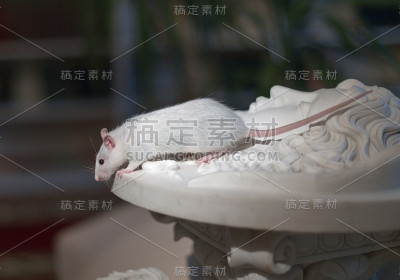 大理石雕像上的白鼠