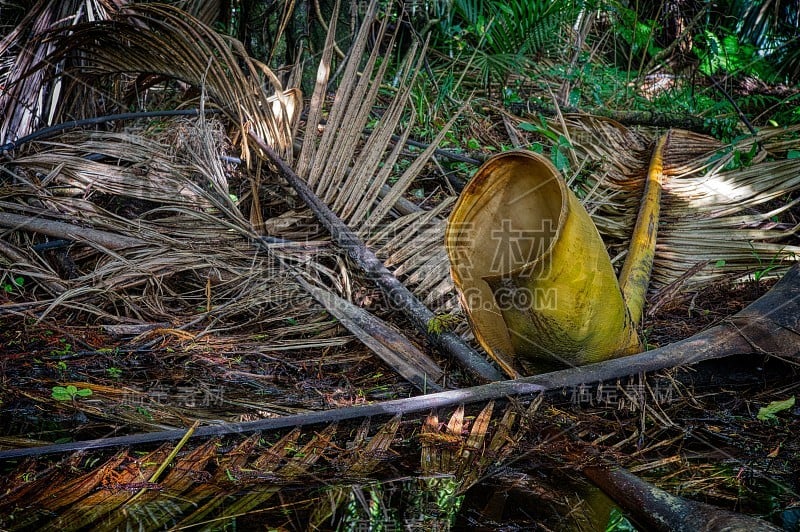 Nikau palm leaves, New Zealand