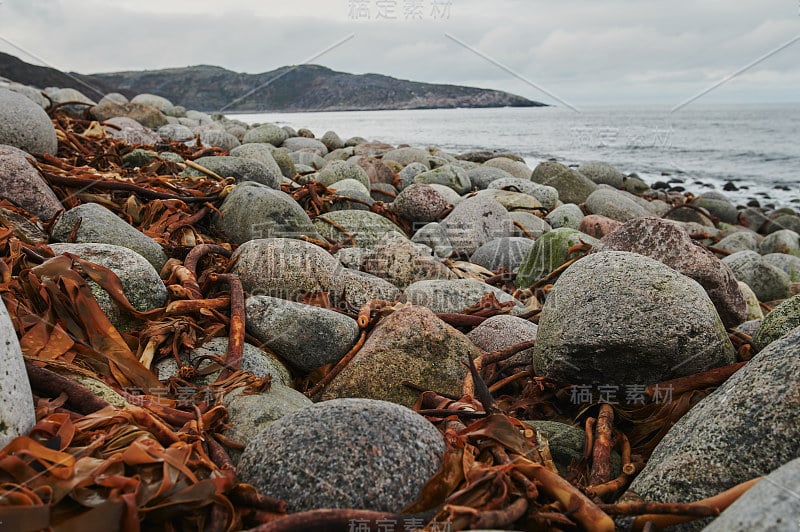 羽衣甘蓝海藻，在阳光下生长在石头上的海藻。阳光下绿松石色的海水中的海带海藻。