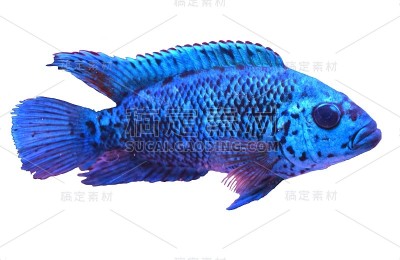 白色背景上的铁蓝色登普西热带鱼