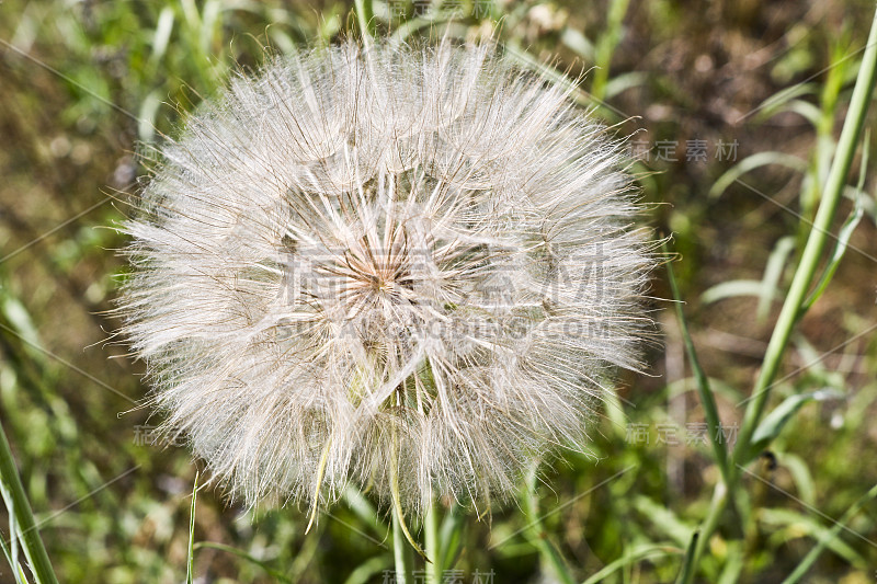 类似蒲公英的花-草甸Salsify(普通的名字杰克在床在中午，草甸Salsify，艳丽的山羊胡子或草