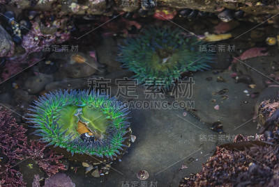 巨大的绿色海葵在菲茨杰拉德海洋保护区的潮汐池，在旧金山南部的海湾地区