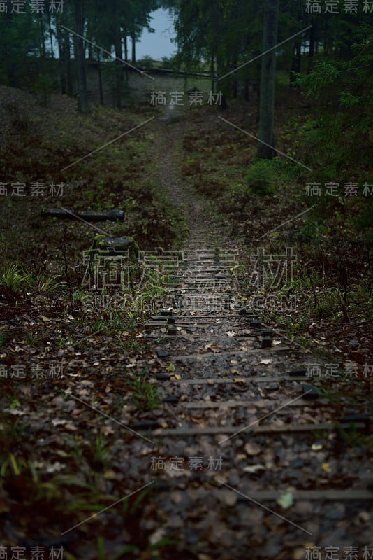 通往森林湖的小路。松树和冷杉树特写。早晨的雾。拉脱维亚