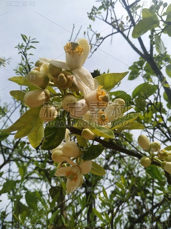 樱花树枝芽的开花背景为美丽的春花盛开的季节概念。