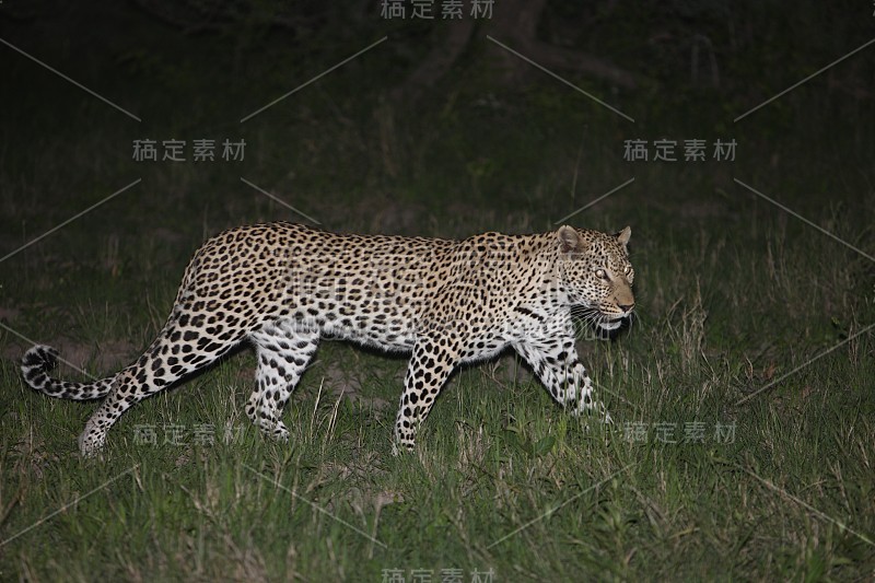 豹肯尼亚非洲大草原野生动物猫哺乳动物