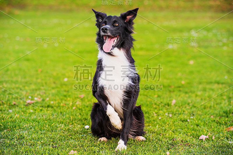 国防部服从训练。好奇的边境牧羊犬注视着前方，享受着阳光明媚的一天，和主人一起玩游戏。