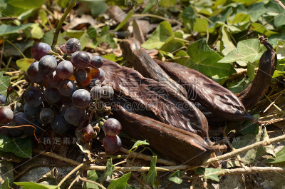 葡萄和角豆树