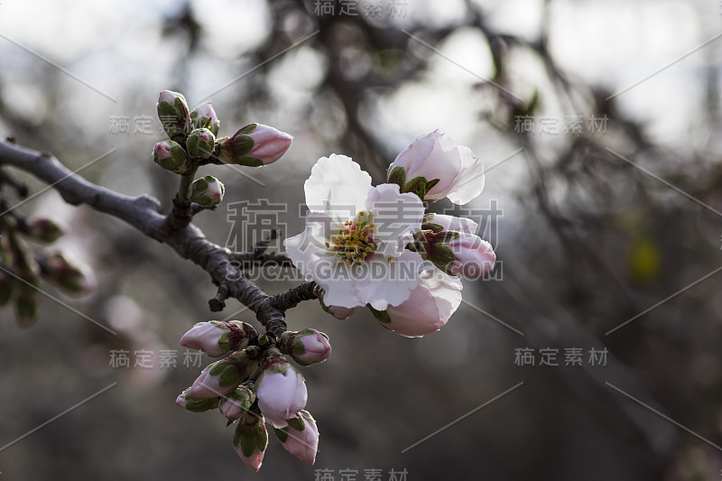 小枝与盛开的白粉色花和杏树芽近距离在一个果园模糊的背景