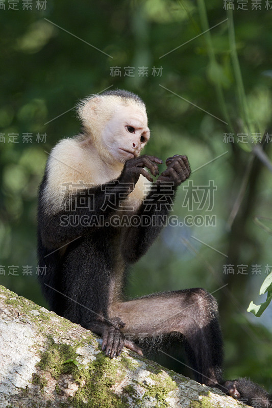 白面卷尾猴看着手