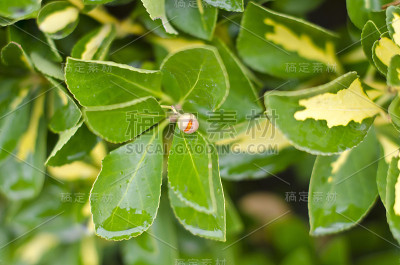 雨植物圆荚体