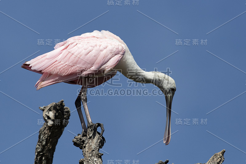 琵鹭