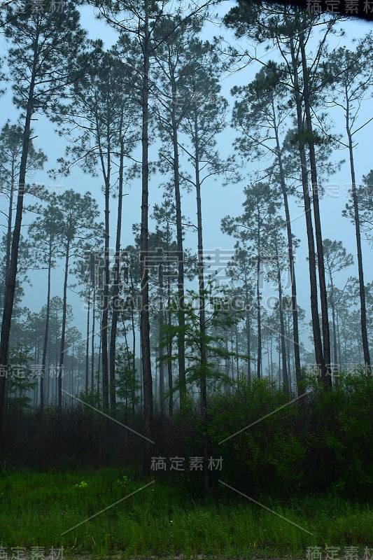 暴雨期间的松林