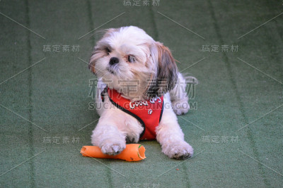 狗