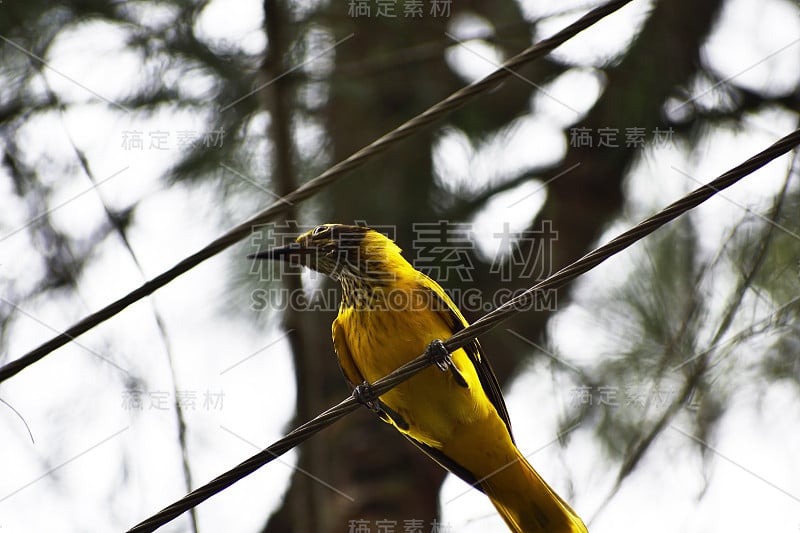 黑人领导黄鹂