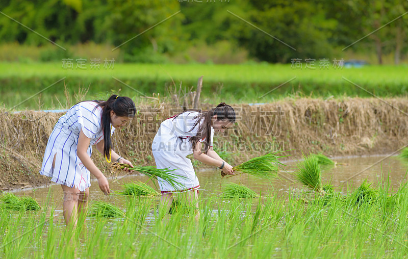 两个年轻的卡伦部落女士种植婴儿大米